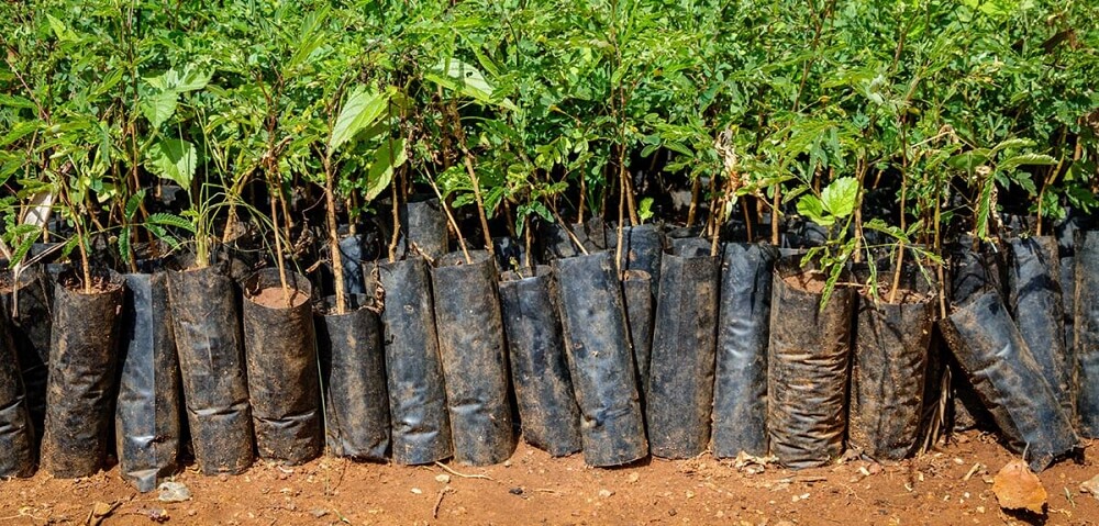 Plantera träd i Afrika